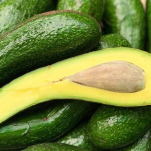 Bơ 304 Đặc Sản Lâm Đồng