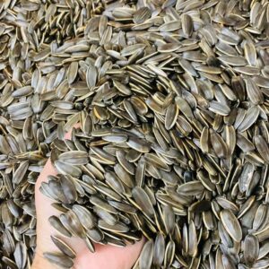 Rang hạt hướng dương